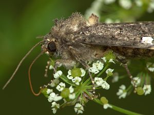 Melanchra persicariae