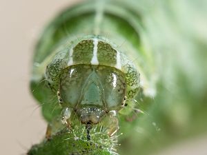 Melanchra persicariae