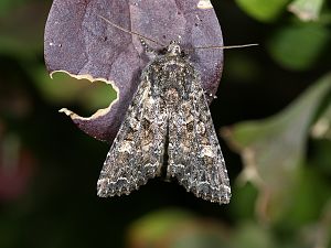 Melanchra persicariae