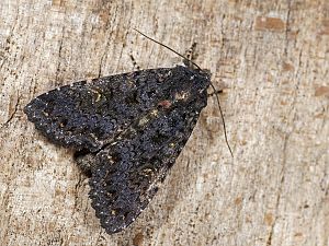 Melanchra persicariae f unicolor