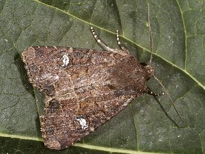 Mesapamea secalis
