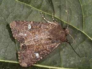 Mesapamea secalis