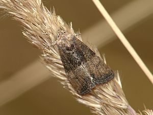 Mesoligia furuncula