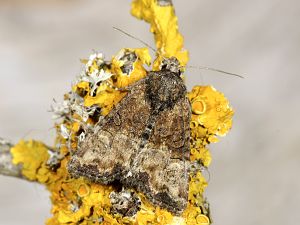 Mesoligia furuncula