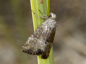 Mesoligia furuncula