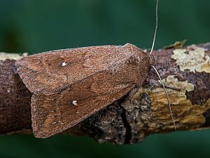 Mythimna albipuncta