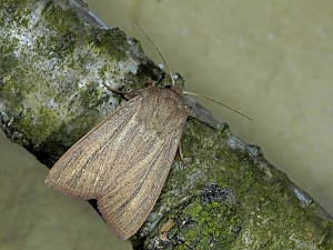 Mythimna pudorina