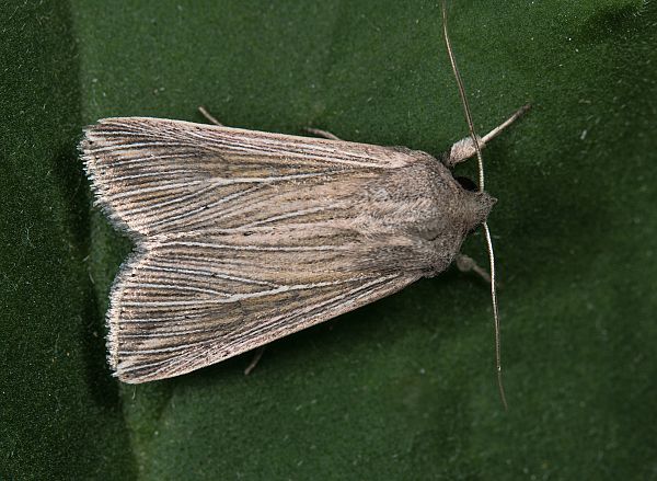 Mythimna riparia