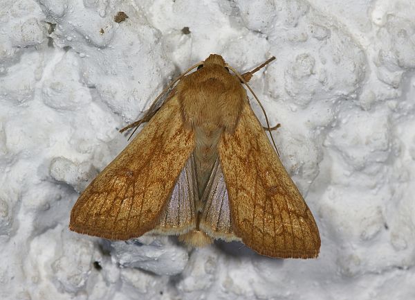 Mythimna vitellina