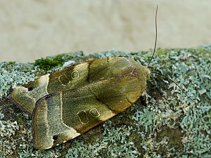 Noctua fimbriata