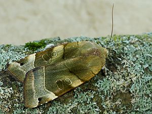 Noctua fimbriata