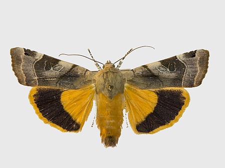 Noctua fimbriata