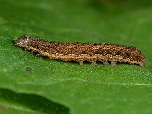 Noctua fimbriata