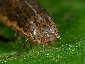 Noctua fimbriata