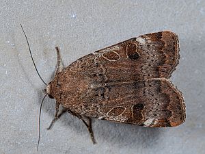 Noctua interposita