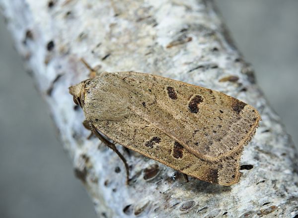 Noctua orbona