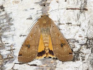 Noctua orbona