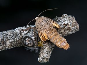 Noctua pronuba