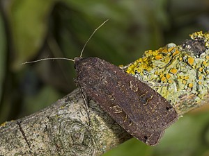 Noctua pronuba