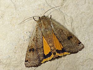 Noctua pronuba