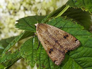 Noctua pronuba