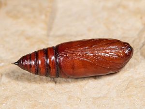 Noctua pronuba
