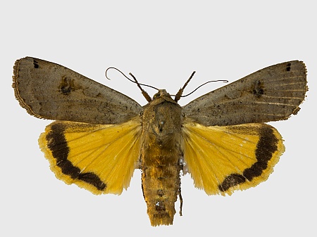 Noctua pronuba