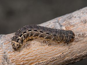 Noctua pronuba