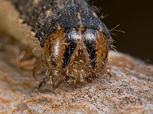 Noctua pronuba