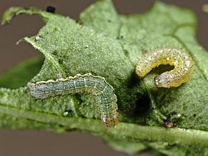 Noctua pronuba