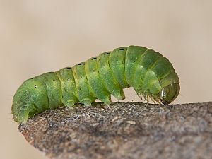 Noctua pronuba