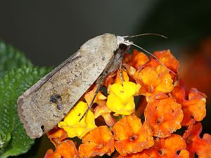 Noctua pronuba