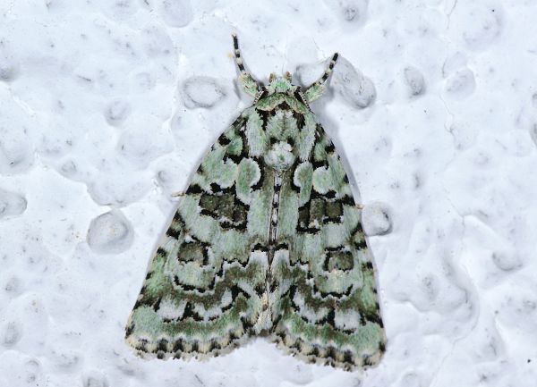 Nyctobrya muralis