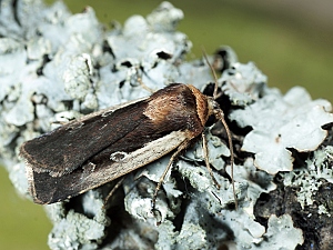 Ochropleura plecta