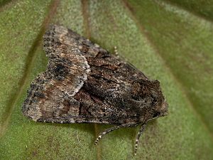 Oligia cf dubia