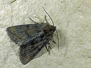 Oligia latruncula