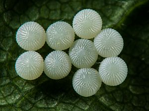 Orthosia cerasi