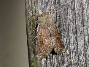 Orthosia cerasi
