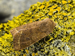 Orthosia cerasi