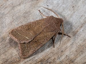 Orthosia cerasi