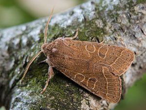Orthosia cerasi