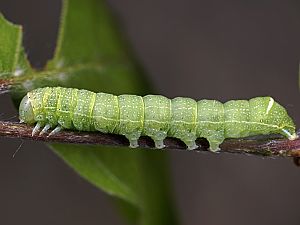 Orthosia cerasi