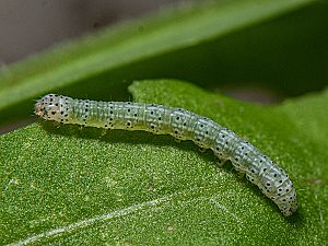 Orthosia cerasi