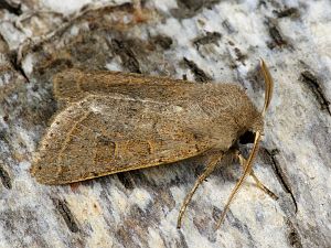 Orthosia cerasi