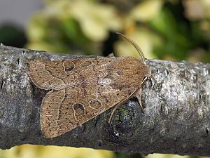 Orthosia cerasi