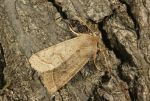 Orthosia cerasi