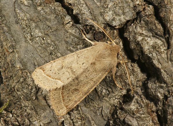 Orthosia cerasi