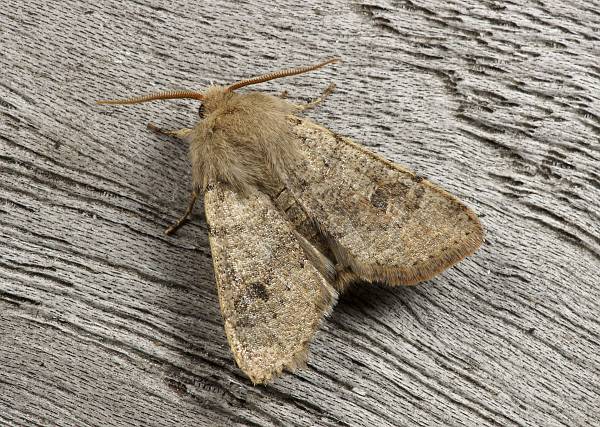 Orthosia cruda