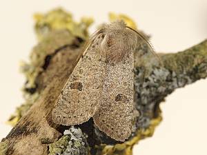 Orthosia cruda