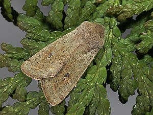 Orthosia cruda